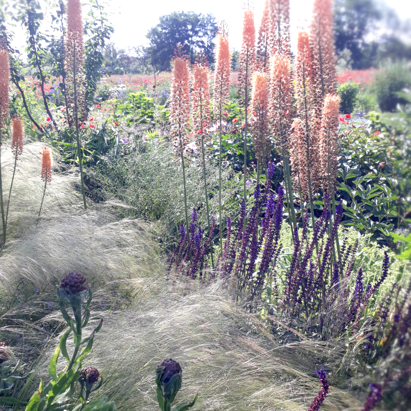 Ковила найтонша Pony Tails