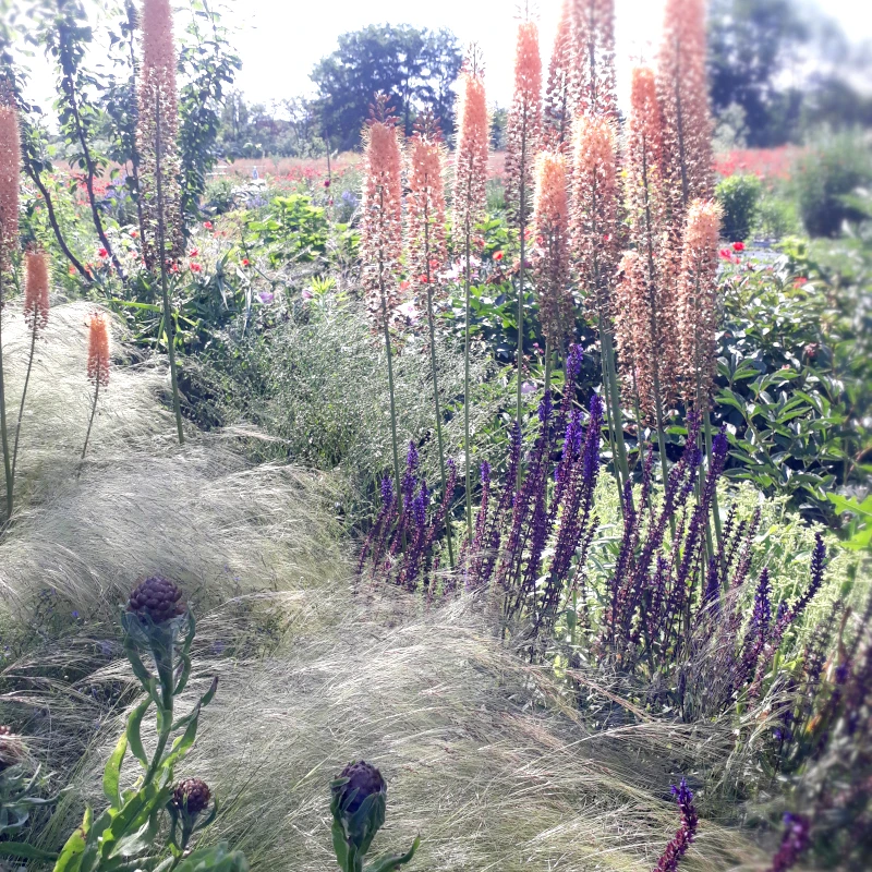 Ковила найтонша Pony Tails