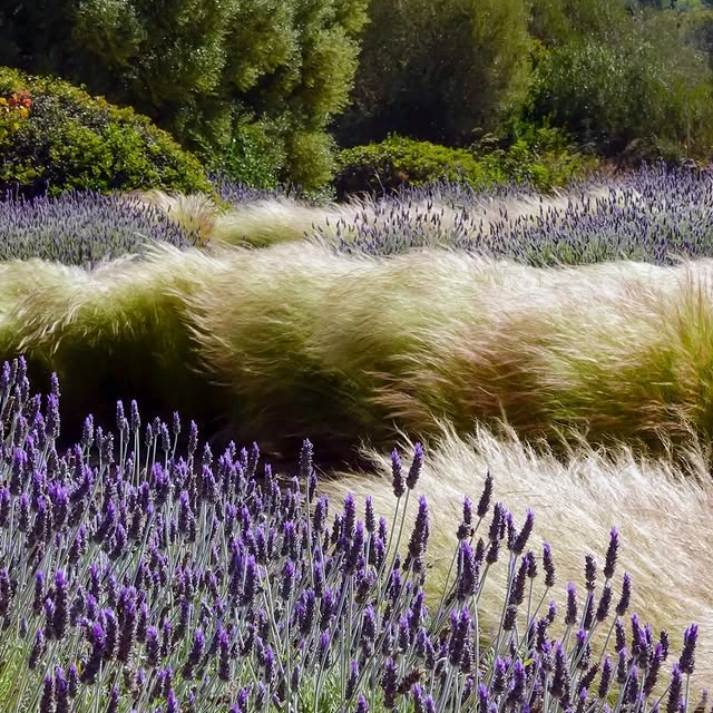 Ковила найтонша Pony Tails