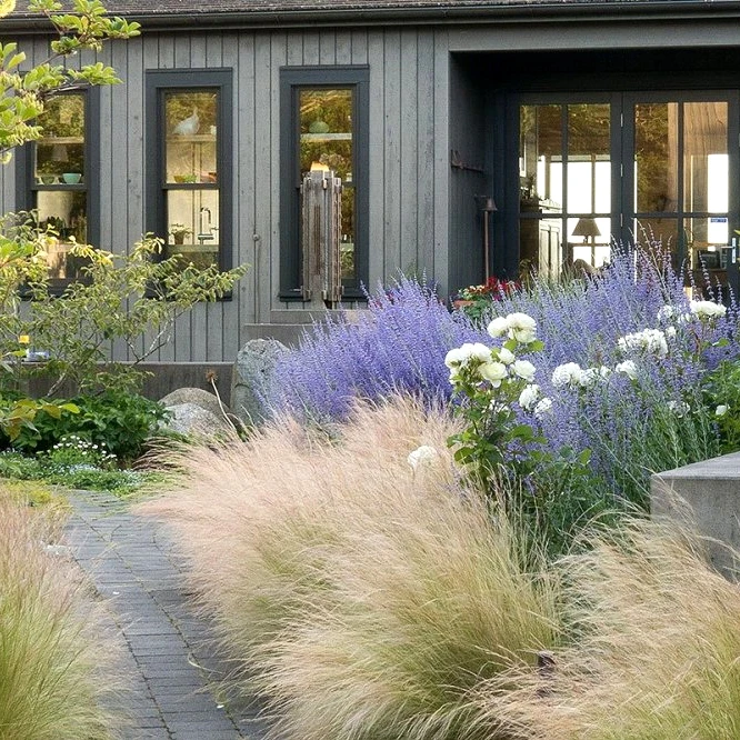 Ковила найтонша Pony Tails