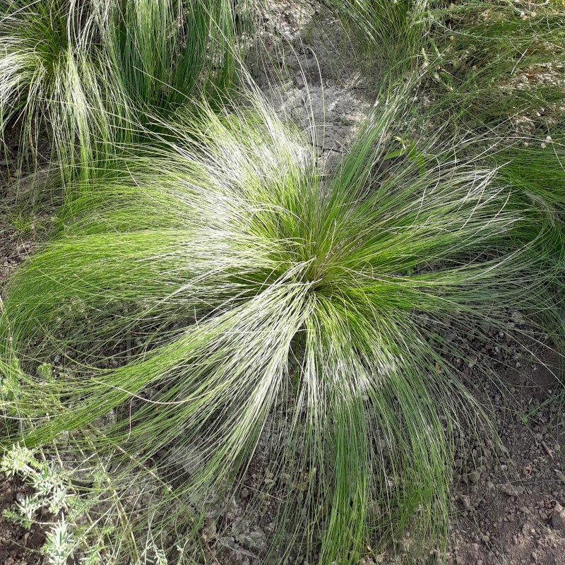 Ковила найтонша Pony Tails