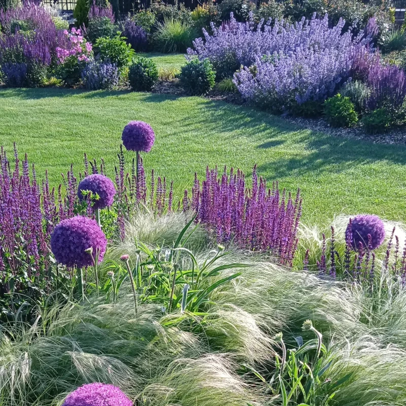 Ковила найтонша Pony Tails