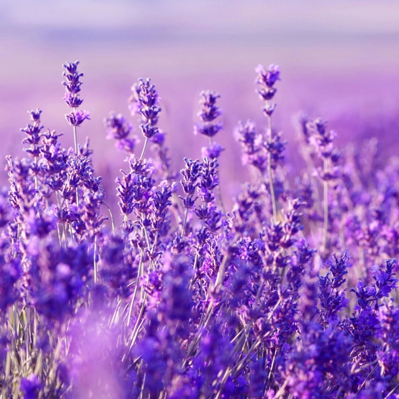 Лаванда вузьколиста