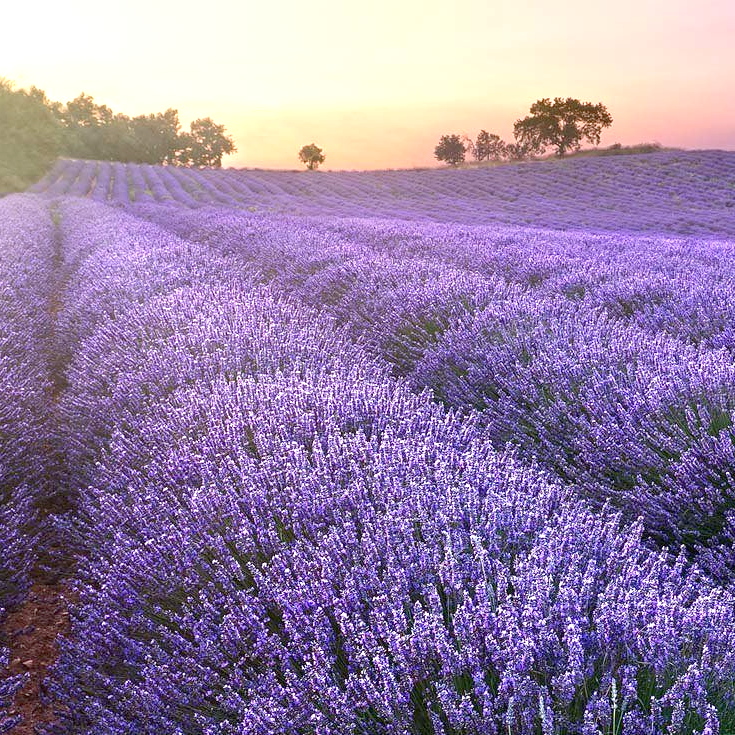 Лаванда вузьколиста