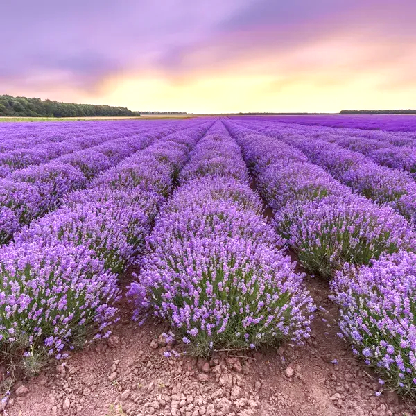 Лаванда вузьколиста