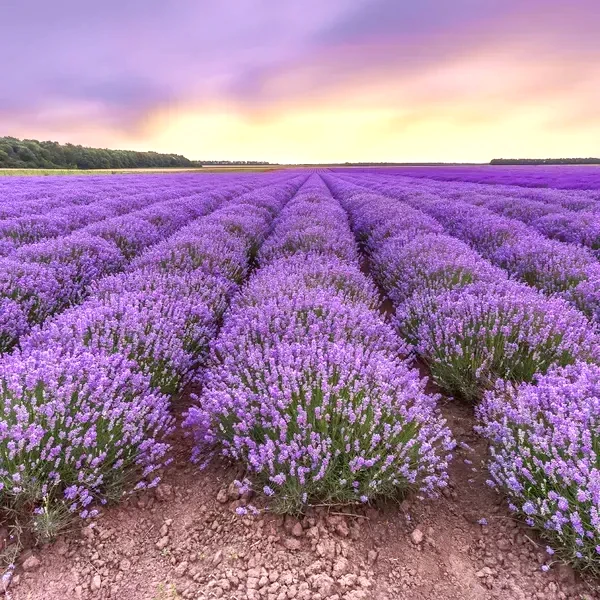 Лаванда вузьколиста