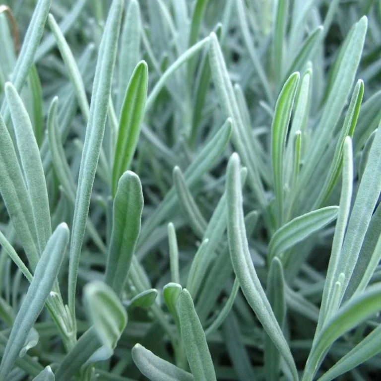 Лаванда вузьколиста