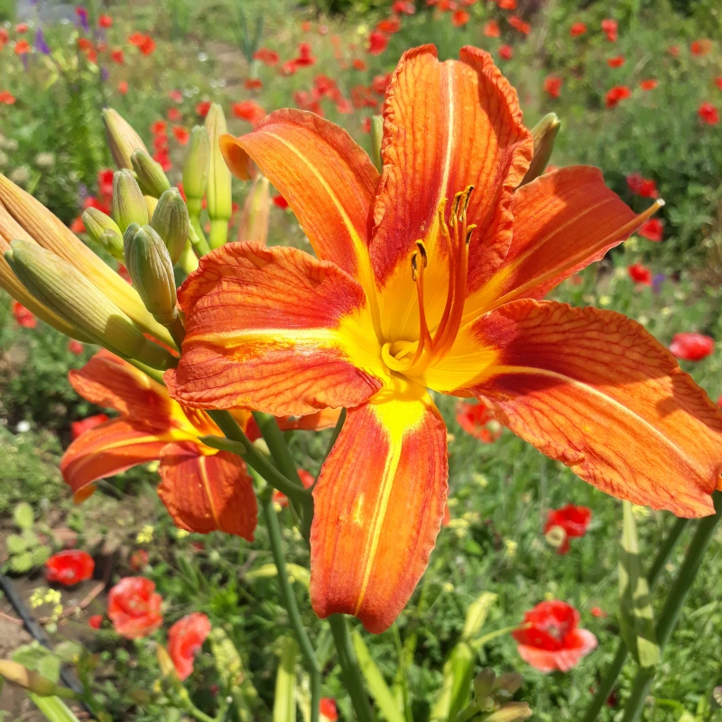 Лілійник рудуватий (Hemerocallis fulva)