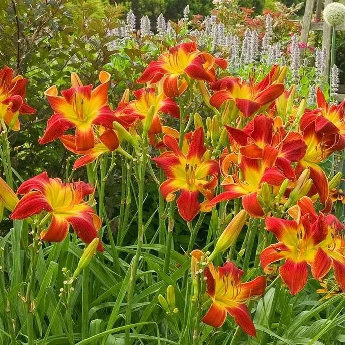 Лілійник рудуватий (Hemerocallis fulva)