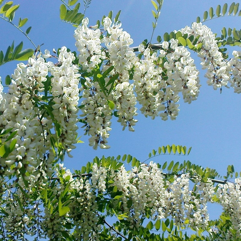 Робінія звичайна (біла акація)