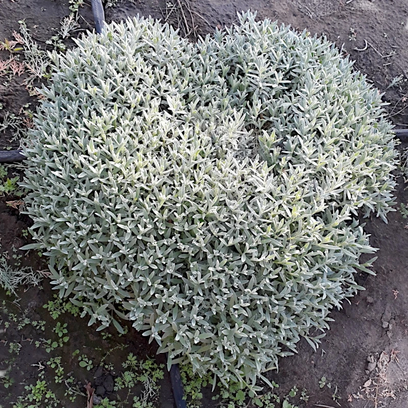 Роговик повстяний