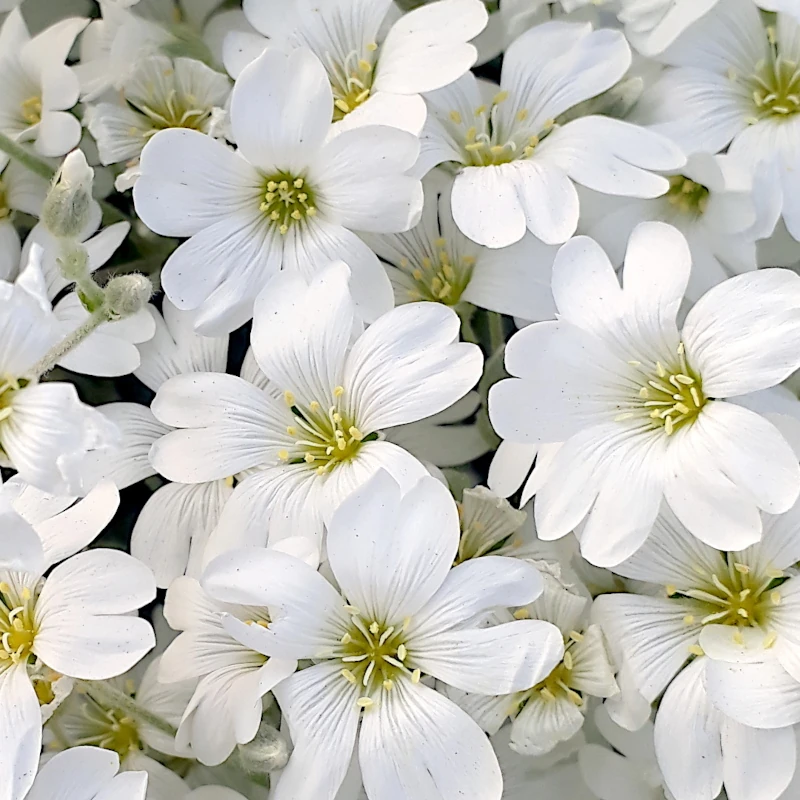 Роговик повстяний