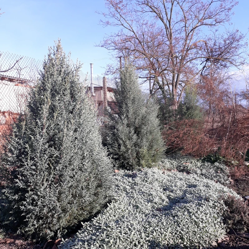 Роговик повстяний