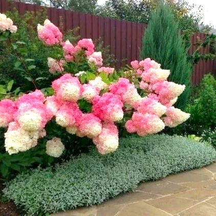 Роговик повстяний