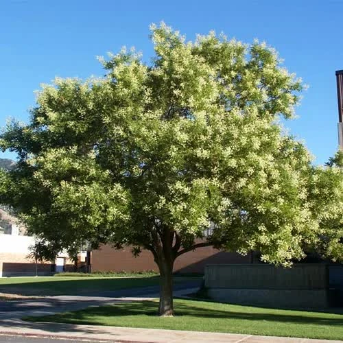 Софора японська