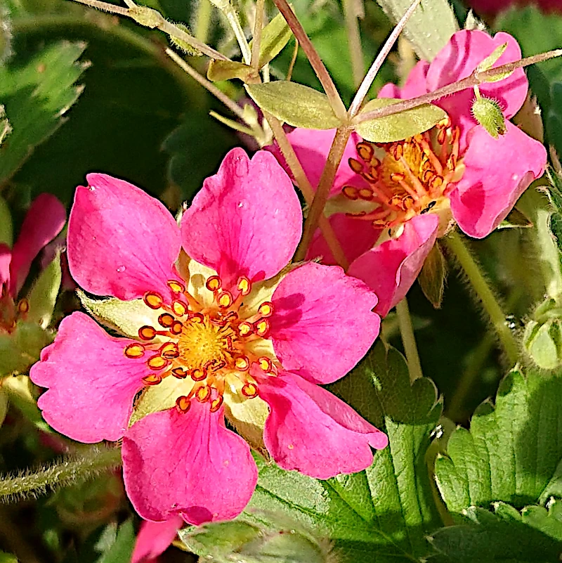 Суниця Pink Panda