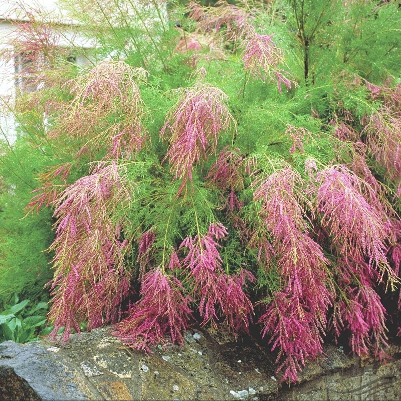 Тамарикс галузистий