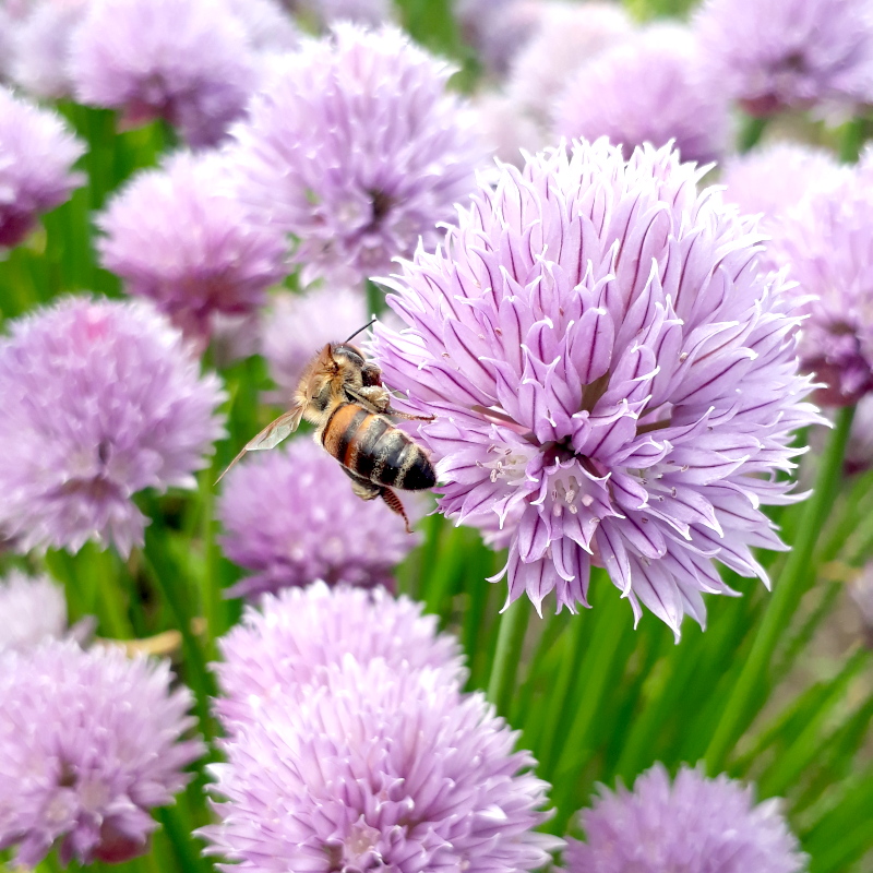 Цибуля-шніт