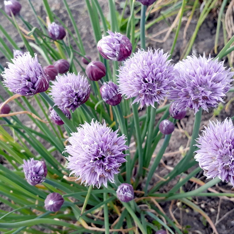 Цибуля-шніт