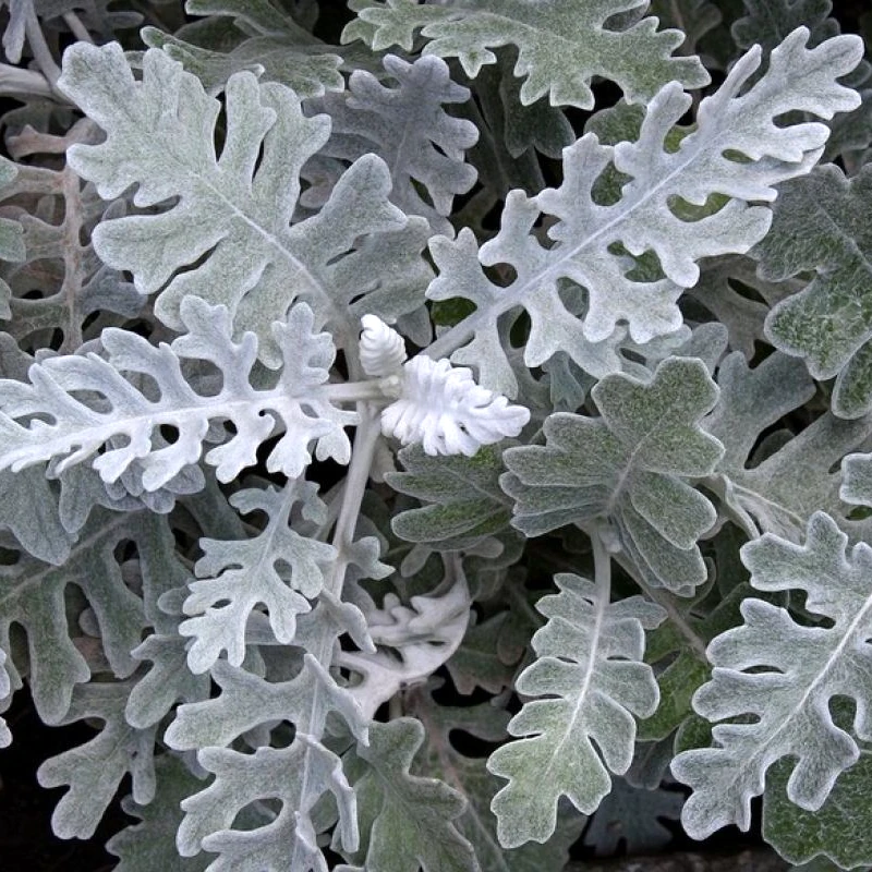 Цинерарія приморська