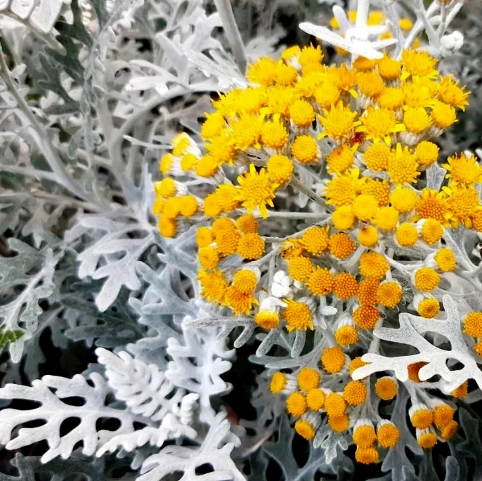 Цинерарія приморська