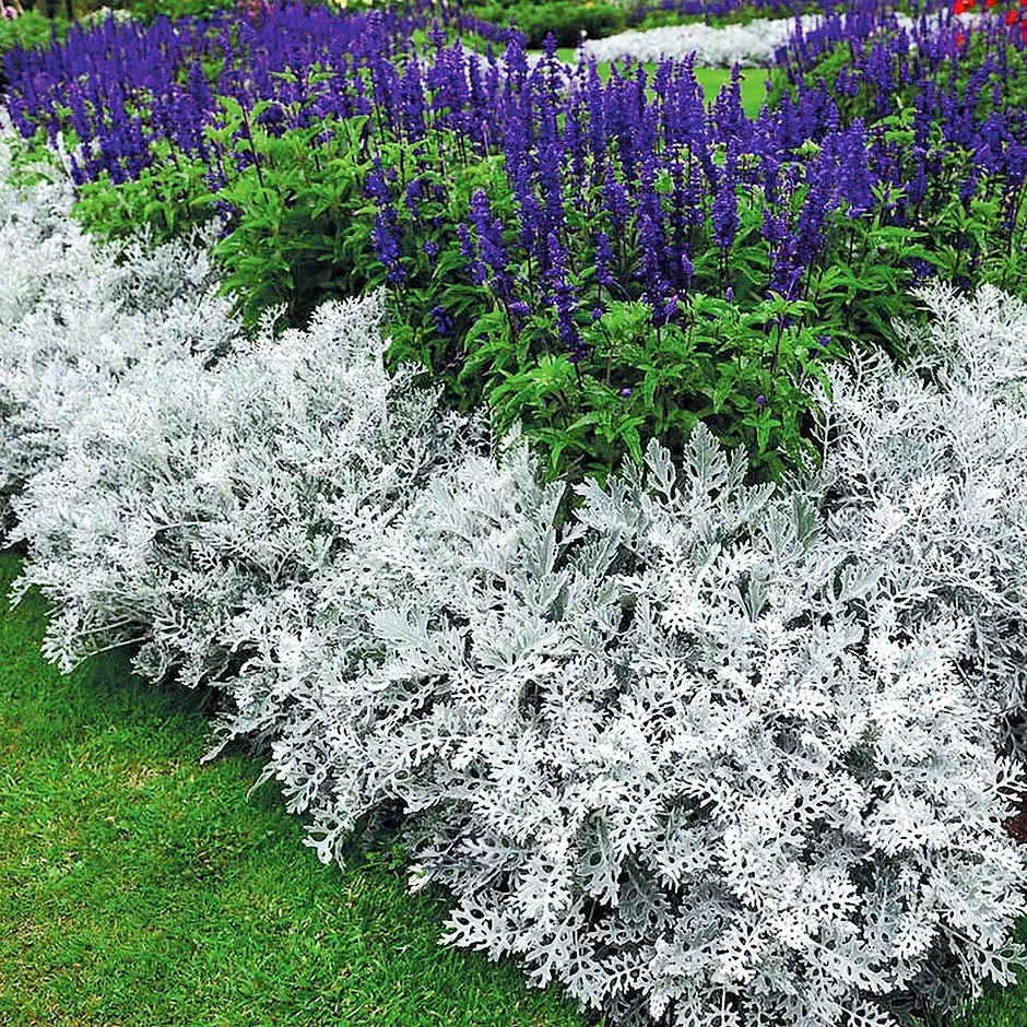 Цинерарія приморська