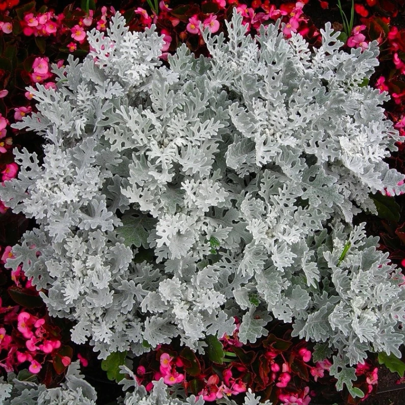 Цинерарія приморська