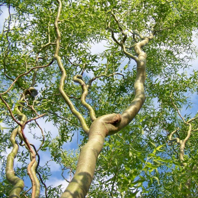 Верба звивиста Матсудана (Matsudana)