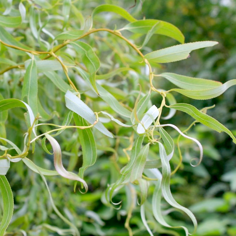 Верба звивиста Матсудана (Matsudana)