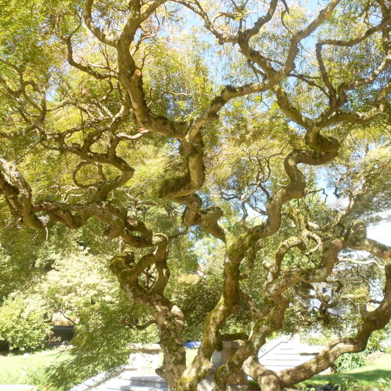 Верба звивиста Матсудана (Matsudana)