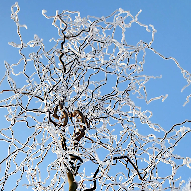 Верба звивиста Матсудана (Matsudana)