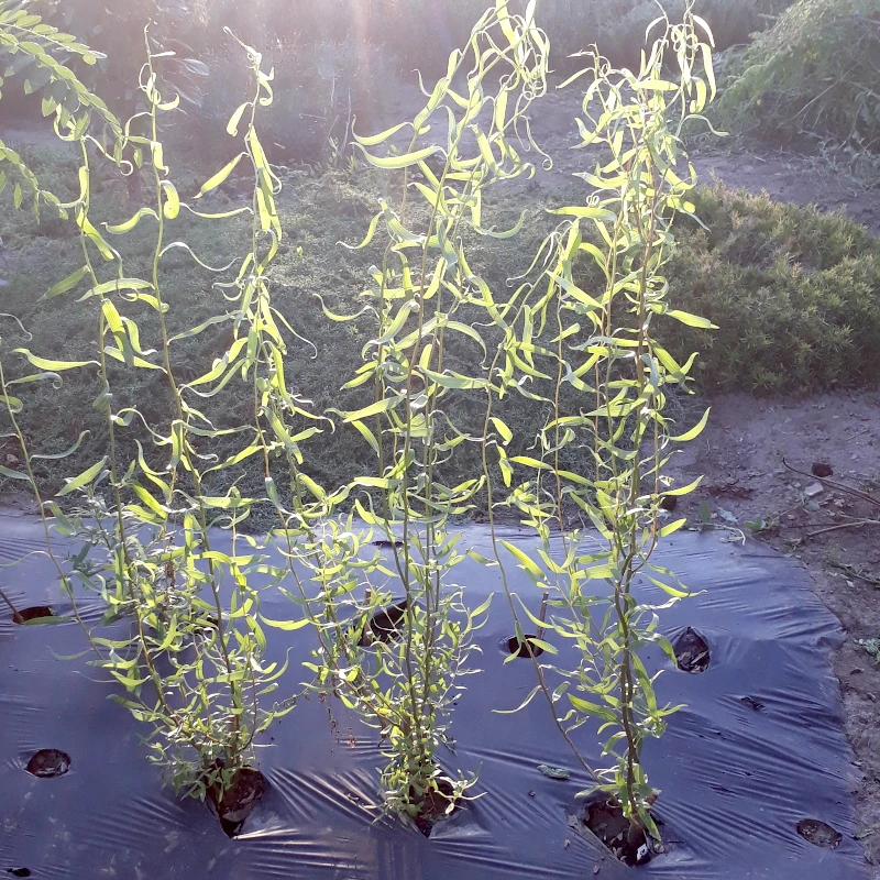 Верба звивиста Матсудана (Matsudana)