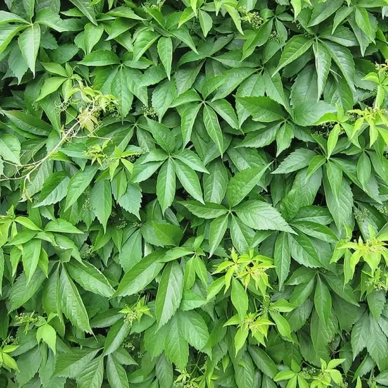 Виноград дівочий п'ятилистковий