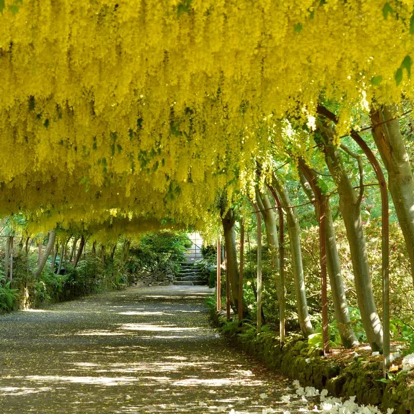 Золотий дощ